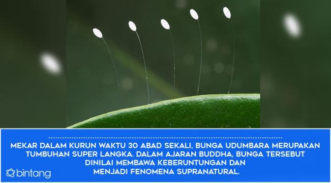 Fakta 3. (Digital Imaging: Nurman Abdul Hakim)