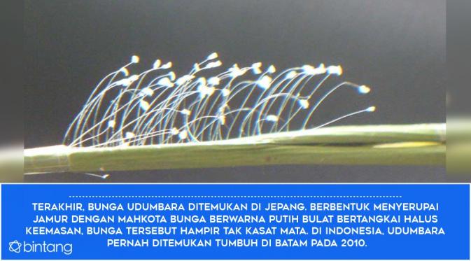 Fakta 5. (Digital Imaging: Nurman Abdul Hakim)