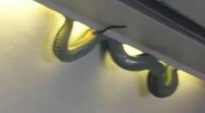 Dalam video berdurasi 16 detik yang diupload ke Twiiter memperlihatkan seekor ular berwarna hijau bergelantungan di atas bagasi penumpang.