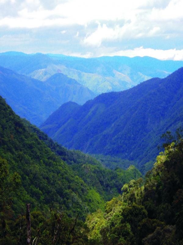Pegunungan Arfak, Manokwari, Papua. (dhony-syach.blogspot.com)