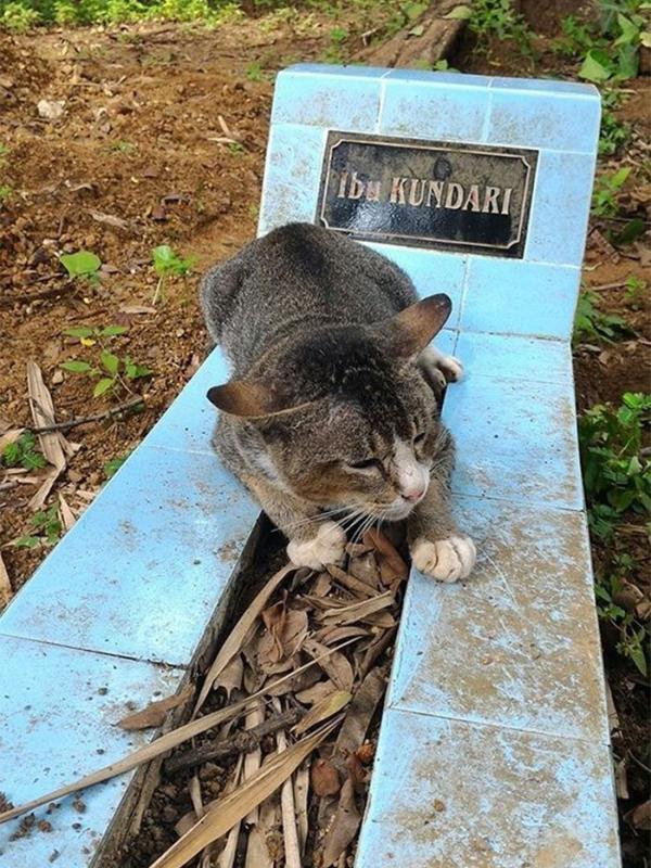 Kucing di Jawa Tengah Setia Menunggu Makam Tuannya Gegerkan Dunia | foto: Boredpanda