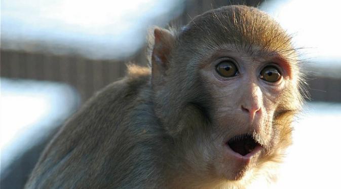 Ilustrasi monyet jenis rhesus macaque. (Sumber monkeyheaven.org)