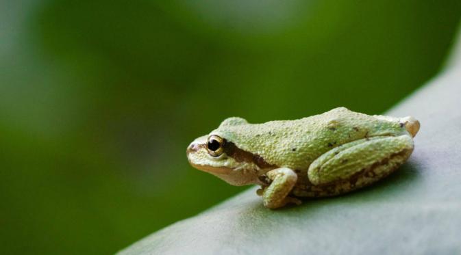 Pacific Tree Frog (Heidi Rockney)