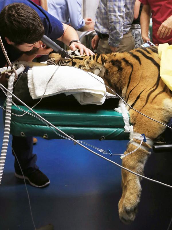 Petugas medis memeriksa mata harimau Bengal saat menjalani operasi mata ringan di Rumah Sakit Universitas Kedokteran Hewan di Camden, Sydney, Australia, Rabu (16/11). (AFP Photo/Toby Zerna)