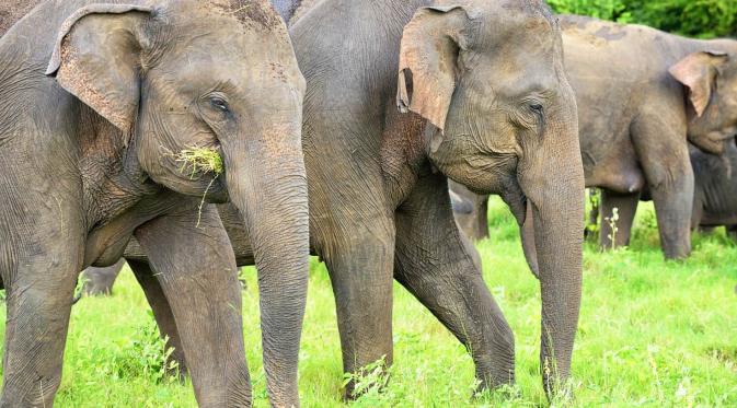 Sri Lanka. (fmajor/Getty Images)