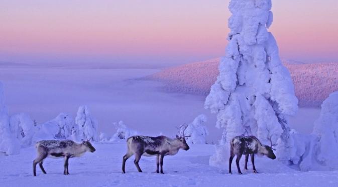 Lapland, Finlandia. (Pinterest)