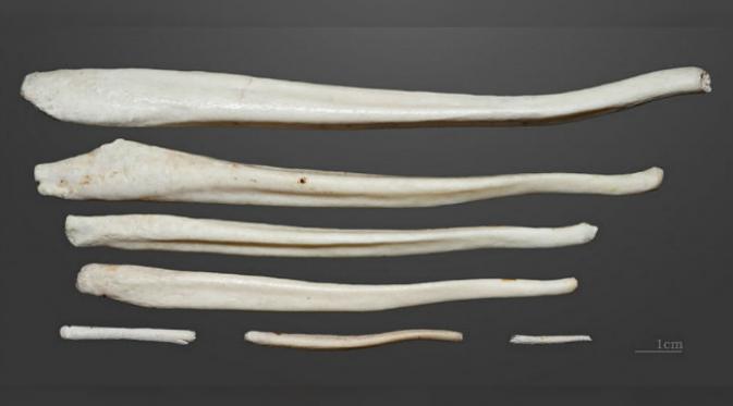 Tulang penis beruang coklat. (Sumber Museum of Toulouse/Wikimedia)