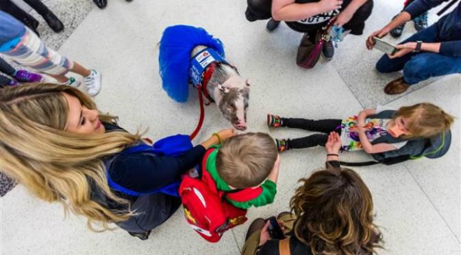 Lilou adalah seekor babi yang dilatih untuk mengurangi penat para pengguna jasa penerbangan yang melewati bandara San Francisco. (Sumber San Francisco International Airport)