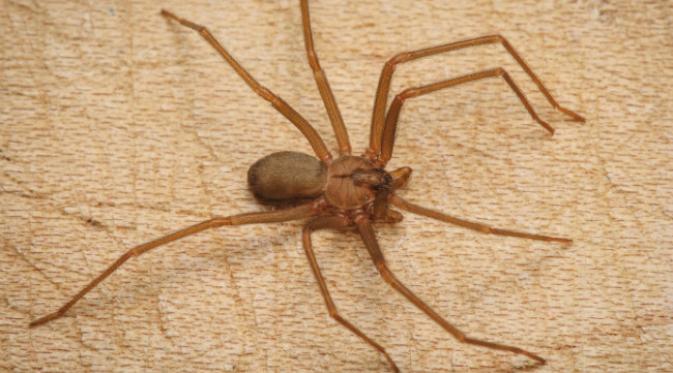 Walaupun kecil dan remeh, sejumlah mahluk hidup ini memakan daging dan otak manusia, terkadang hingga membawa maut. (Sumber spiders.us)