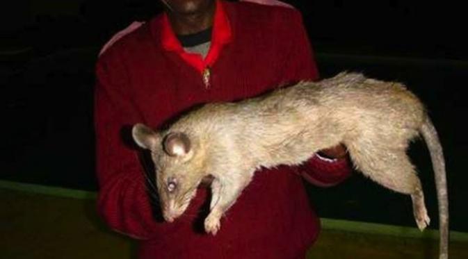 Ilustrasi tikus raksasa Afrika yang tertangkap di Gambia. (Sumber thevaliens.com)