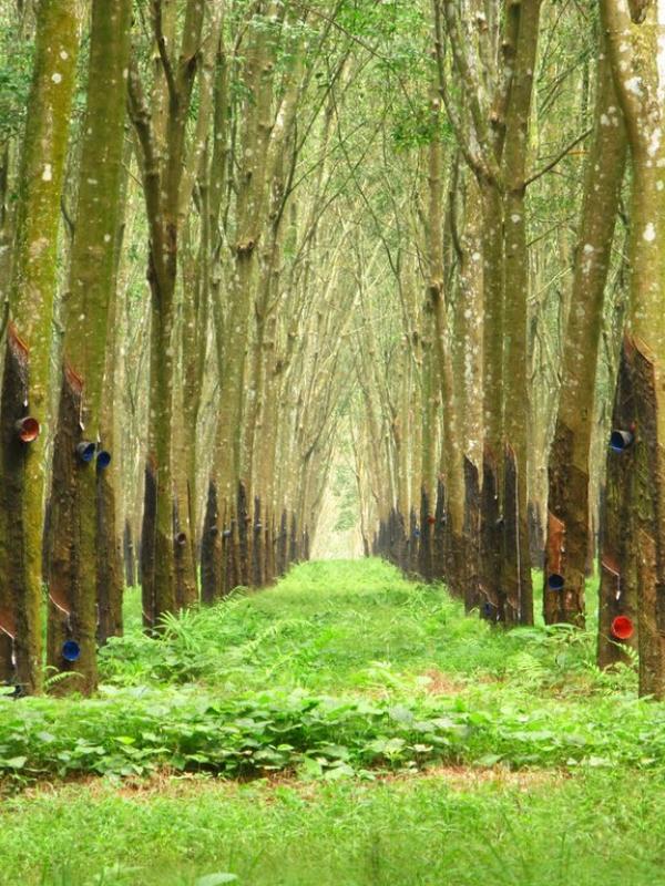 Hutan Karet Kalijati Nikmati Sejuk Spot Instagrammable Di Subang Lifestyle Fimela Com