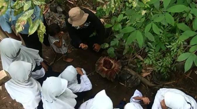 Belasan bunga bangkai mekar di kawasan konservasi Rumah Hijau Denassa (RHD), Kelurahan Tamallayang, Kecamatan Bontonompo, Kabupaten Gowa, Sulsel. (Liputan6.com/Fauzan)