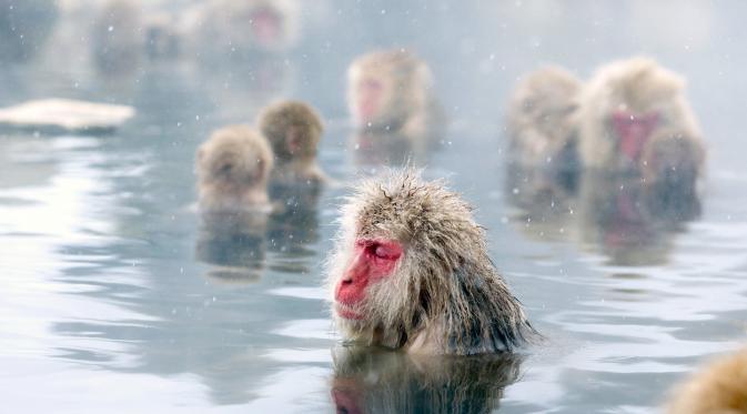 Jigokudani Snow Monkey Park, Nagano, Jepang. (Getty)