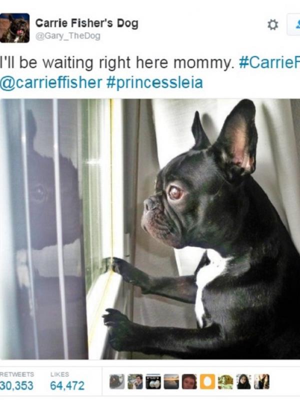 Anjing Carrie Fisher ucapkan selamat tinggal. (via. Twitter)