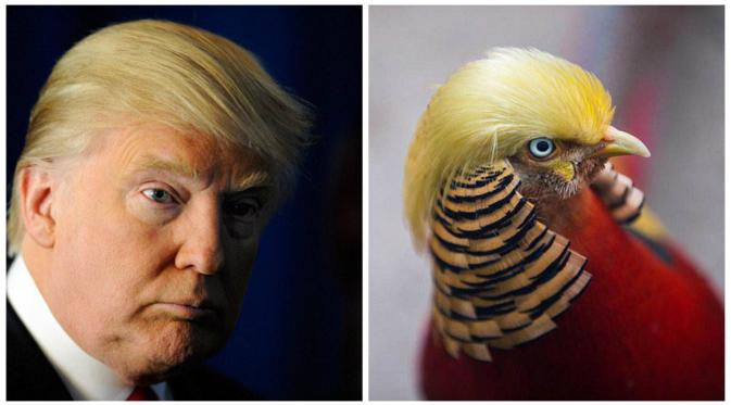 Mal di China Pajang Maskot Patung Ayam Jantan Mirip Donald Trump (People's Daily)