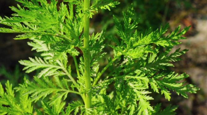 Artemisia annua. (Sumber cancertreatmentsresearch.com)