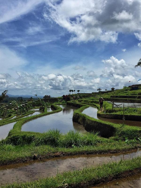 Terasering Jatiluwih, Tabanan, Bali. (j.linderman/Instagram)