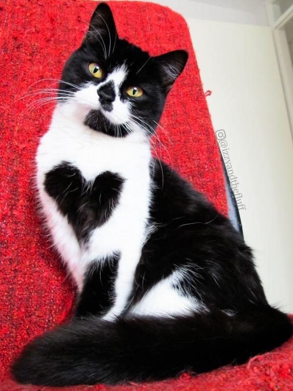Memiliki Motif Hati, Kucing Ini Dicintai Netizen