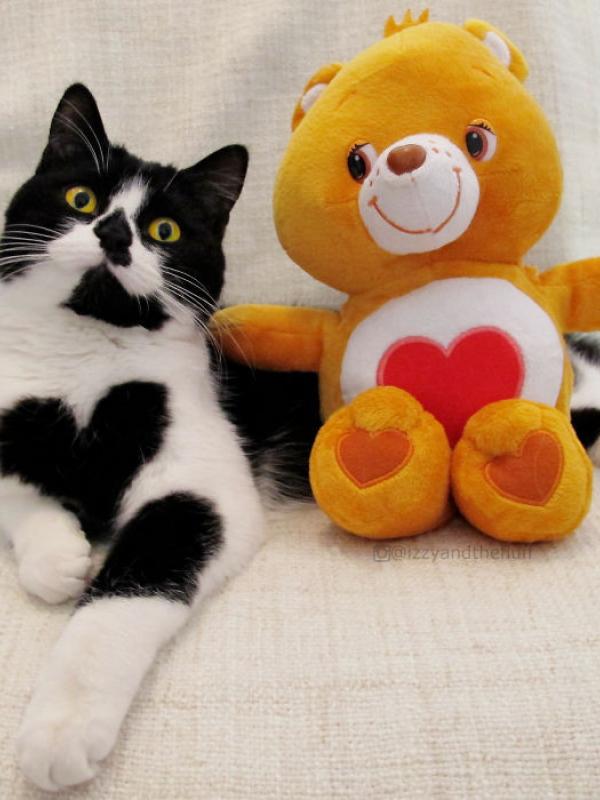 Memiliki Motif Hati, Kucing Ini Dicintai Netizen | foto : Boredpanda