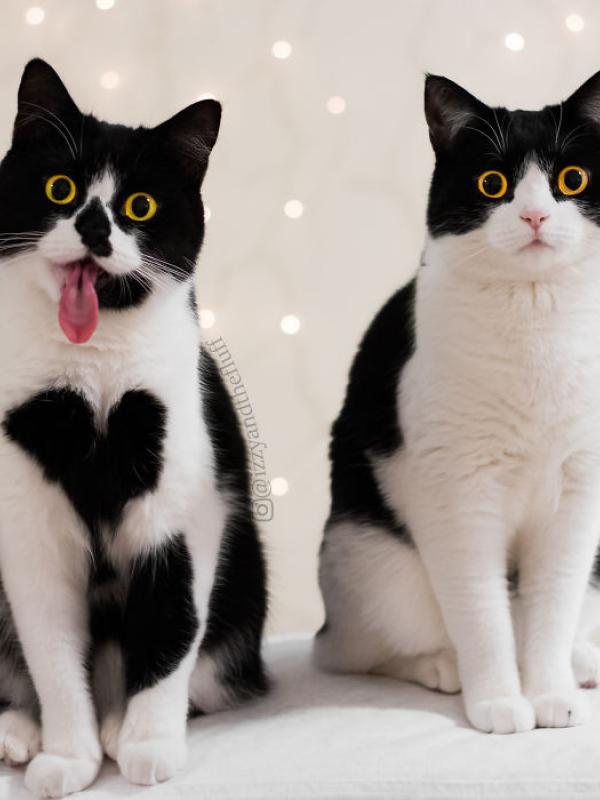 Memiliki Motif Hati, Kucing Ini Dicintai Netizen | foto : Boredpanda