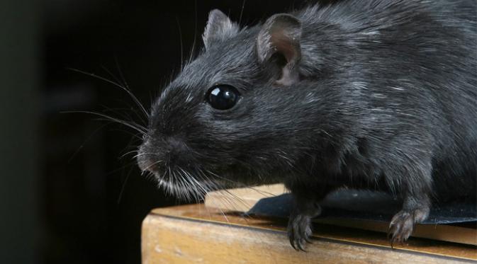 Tragis, Bayi Mungil Kehilangan Nyawa Dimangsa Tikus