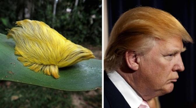 Ulat mirip Donald Trump. (Pinterest)