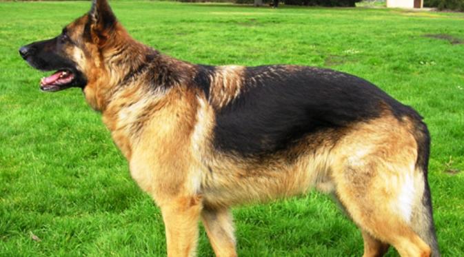 Ilustrasi anjing German Shepherd (Wikipedia)