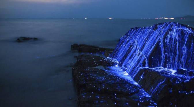 Udang ini memancarkan sinar berwarna biru cerah setiap kali mereka akan bergerak menuju air untuk mencari makan, dan ketika itu pula mereka tampak seperti berlian biru yang bersinar di atas hamparan pasir Pantai Okaya Jepang. (Sumber foto: Tdub Photo)