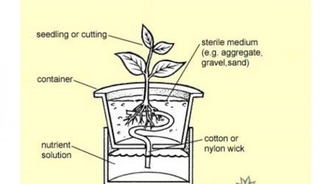 Hilangkan stres sekaligus berhemat dengan menanam cabai hidroponik di rumah. 