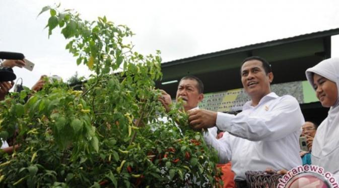Menteri Pertanian Amran Sulaiman bersama Wagub Jabar Deddy Mizwar sedang memanen tanaman cabai. foto: antaranews