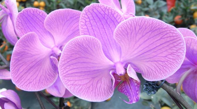 Berikut alasan ungu menjadi warna keberuntungan yang disarankan ahli feng shui pada tahun baru Imlek 2017.