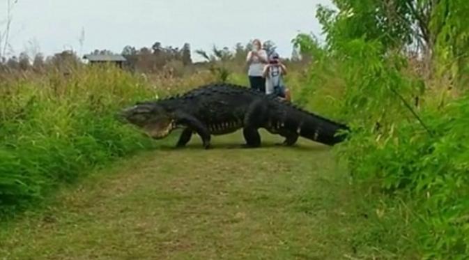 Aligator raksasa di Circle B Bar Reserve di Lakeland, Florida (Daily Mail)
