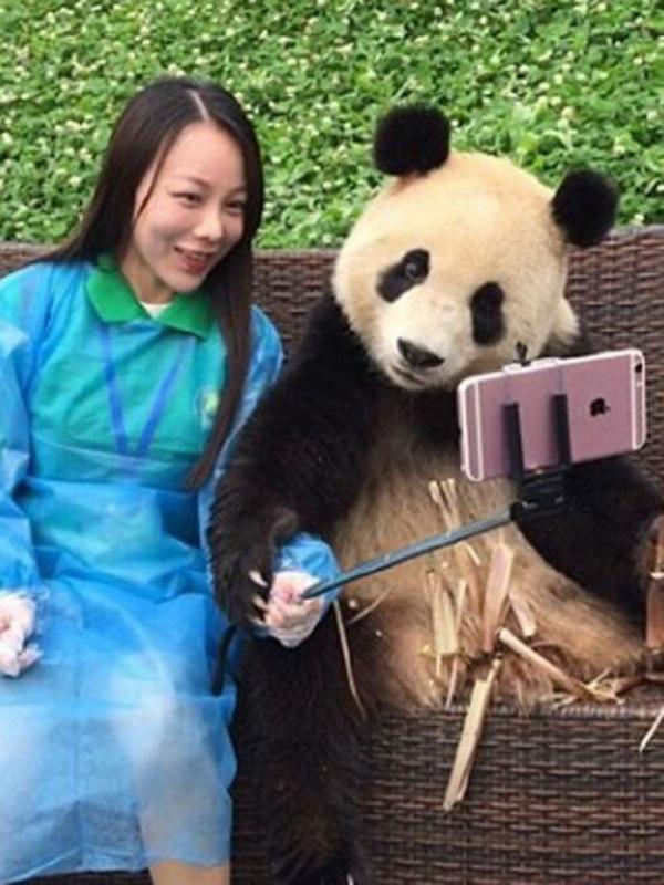 Selfie bareng panda. (Via: mirror.co.uk)