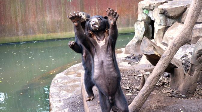 Petisi selamatkan beruang kurus di kebun binatang Bandung menuai dukungan luas.