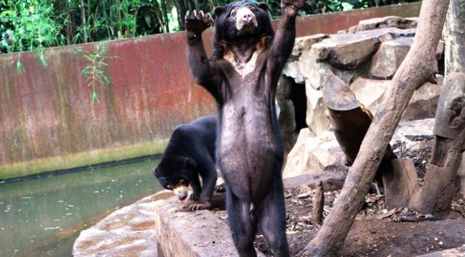 Beruang kurus di Kebun Binatang (Bonbin) Kota Bandung, Jabar, mengundang keprihatinan khalayak luas. (Liputan6.com/Kukuh Saokani)