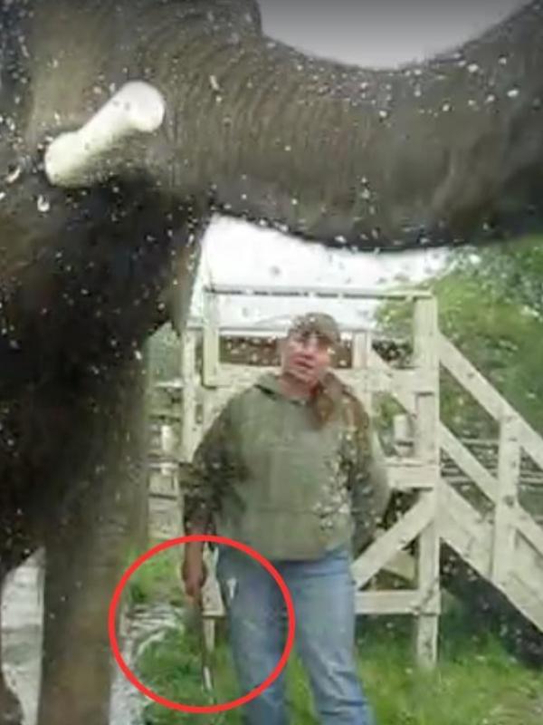 Pelatih gajah di Taman Margasatwa Oregon, Amerika Serikat, kedapatan membawa cambuk. (Facebook)