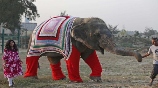 sweater gajah