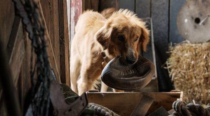 Film drama A Dog's Purpose. (Universal Pictures)