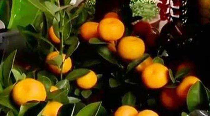 Jeruk kimkit atau jeruk Imlek menjadi buah yang penting di Hari Raya Imlek.