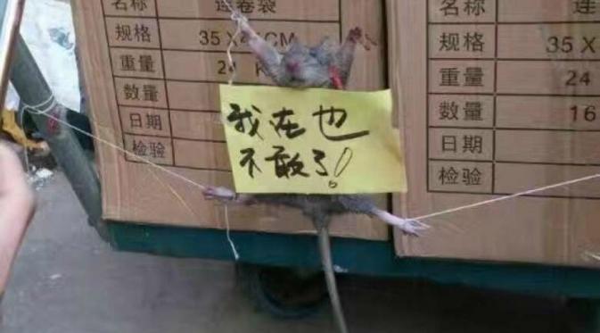Mencuri beras, tikus ini diikat dan dipermalukan (Weibo/jiu lian shan she zhang)