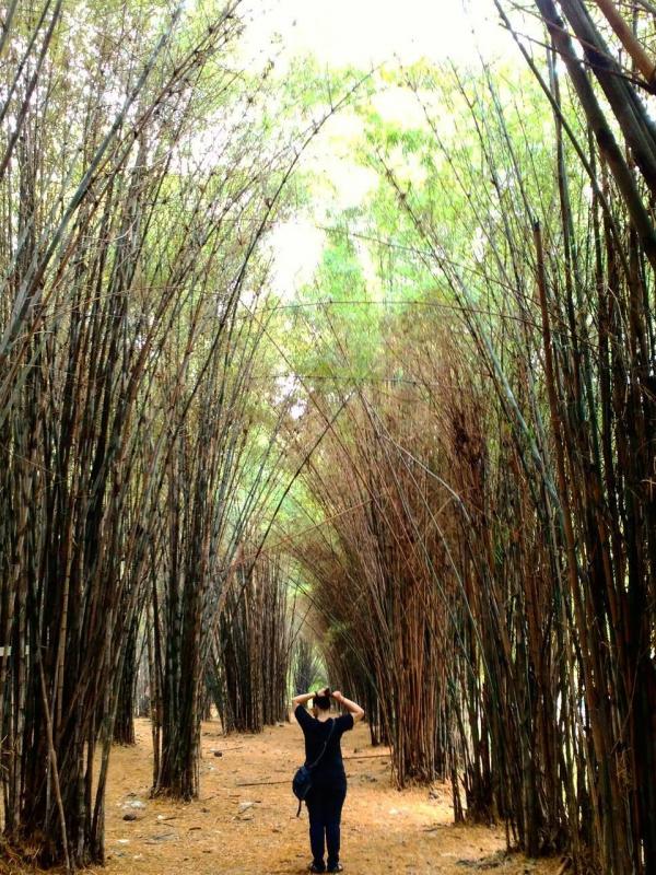 Hutan Bambu Keputih, Surabaya, Jawa Timur. (merdlicious/Instagram)