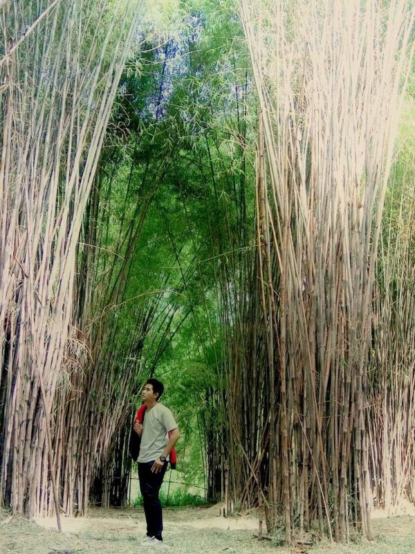Hutan Bambu Keputih, Surabaya, Jawa Timur. (royandrian/Instagram)