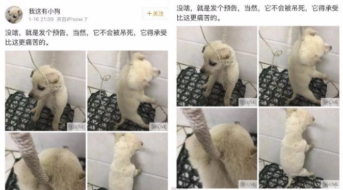 Seekor anak anjing malang dari Tiongkok