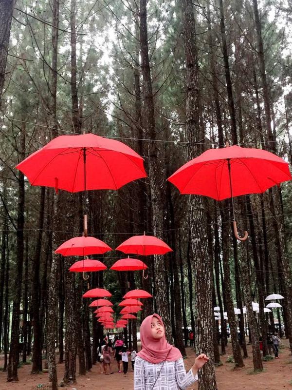 Hutan Pinus Songgon, Banyuwangi, Jawa Timur. (nabilanafisahh/Instagram)