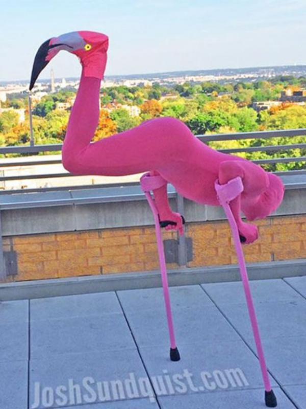 Flamingo. (Via: boredpanda.com)