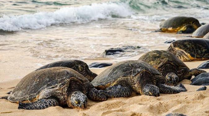 Maui, Hawaii. (tallandtinytravelstories/Instagram)