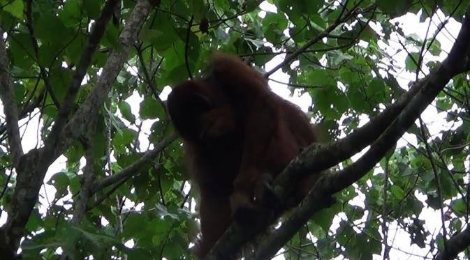 Kuta, orangutan Sumatera (Pongo abelii), dilepasliarkan ke habitat asli di kawasan Taman Nasional Gunung Leuser (TNGL), Sumut. (Liputan6.com/Reza Efendi)