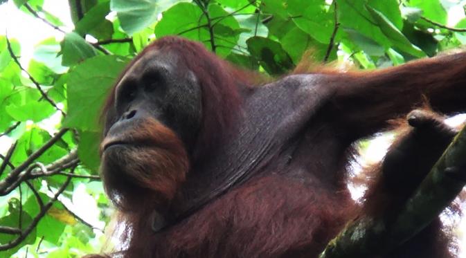 Kuta, orangutan Sumatera (Pongo abelii), dilepasliarkan ke habitat asli di kawasan Taman Nasional Gunung Leuser (TNGL), Sumut. (Liputan6.com/Reza Efendi)