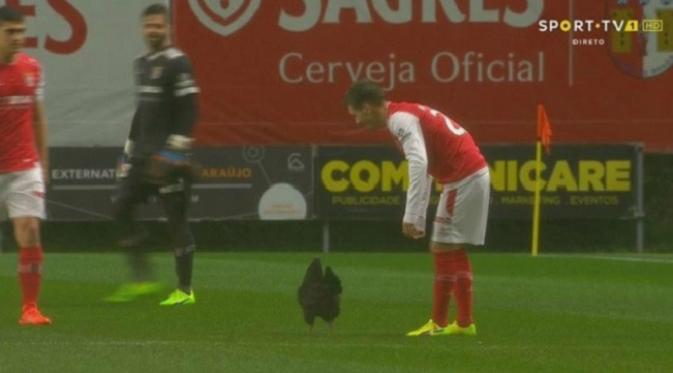 Tayangan pertandingan menunjukkan ayam hitam yang dilepas suporter Sporting Braga pada duel versus Estoril. (Paste Magazine)