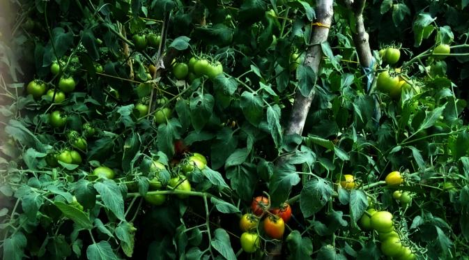 Panen tomat saat pagi hari di Kebun Kamtibmas, kawasan Putabangun, Kabupaten Kepulauan Selayar, Sulsel. (Liputan6.com/Eka Hakim)